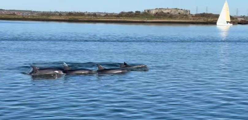 Dolphins have been caught on camera swimming in the River Medway. Picture: Jet Stream