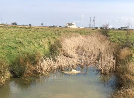 It's believed the sheep were worried by dogs left off the lead