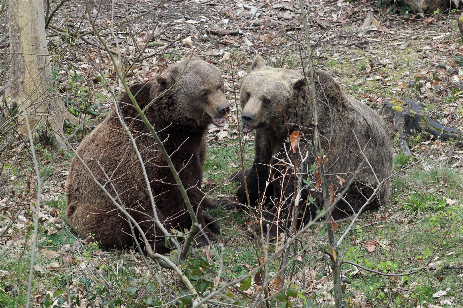 No need to be two metres apart... the bears are enjoying life back in the open