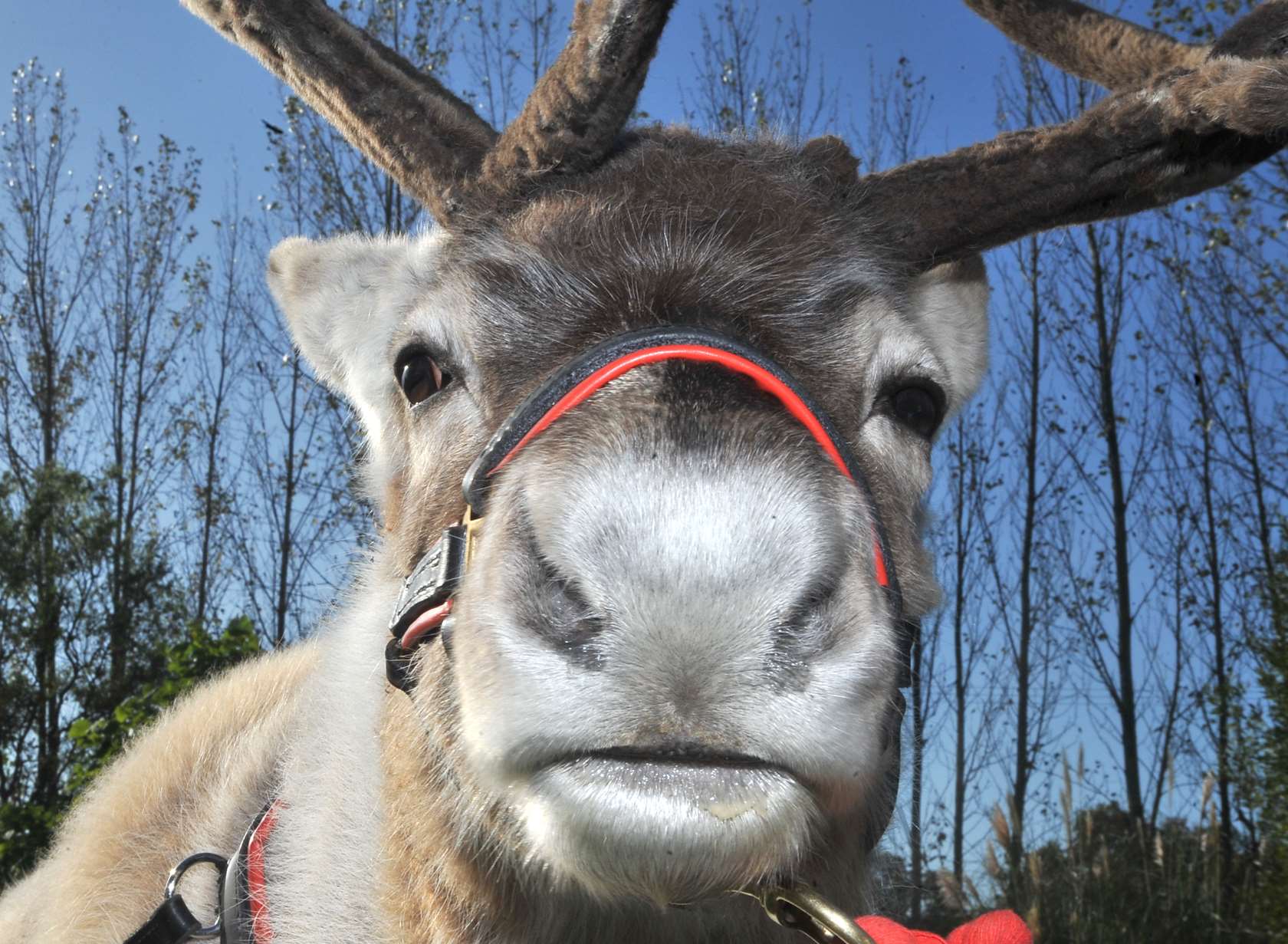 Youngsters will be able to pet the reindeer.