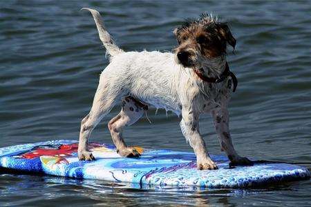 Surfing dog at Whitstable