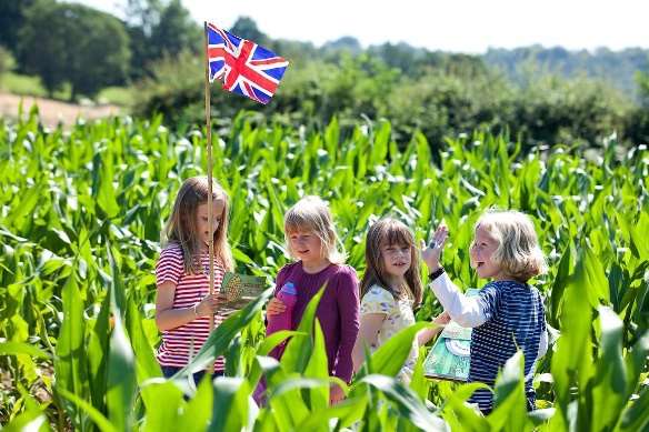 The Maize Maze at Penshurst Place