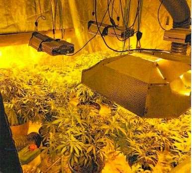 Hayden Cock's cannabis farm Picture: CPS