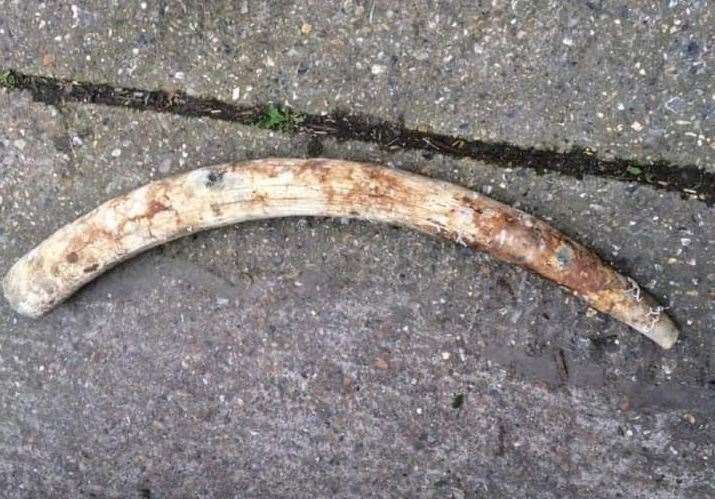 Ken Murphy found the tusk whilst walking his dog on Louisa Bay, Broadstairs. Picture: Ken Murphy