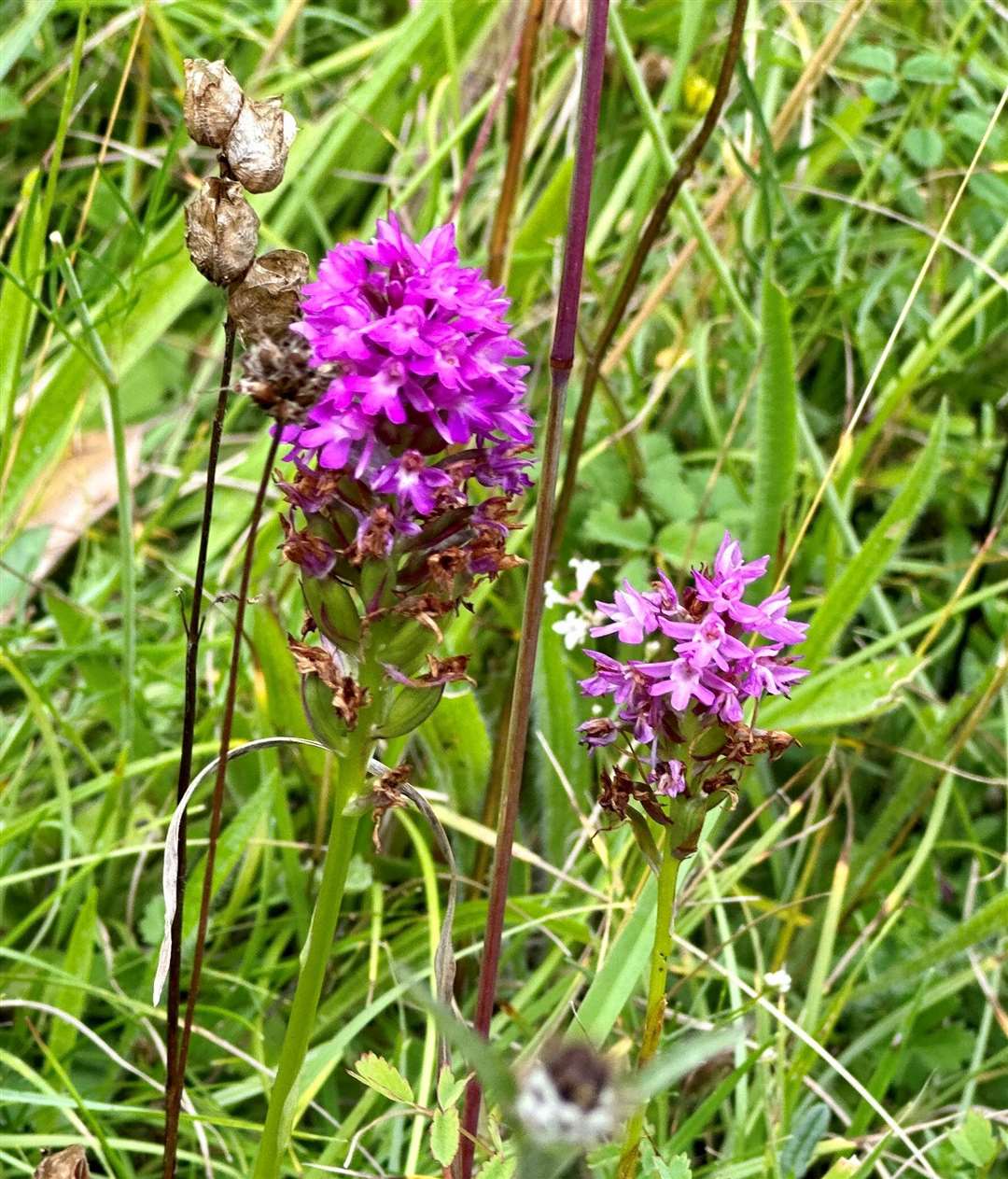 The meadow was were Charles Darwin contemplated evolution.