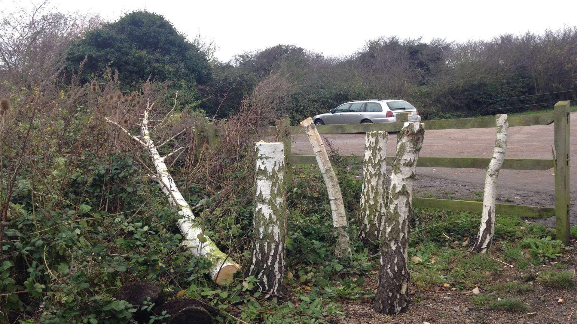 The Silver Birch trees were cut down in Riverside Country Park