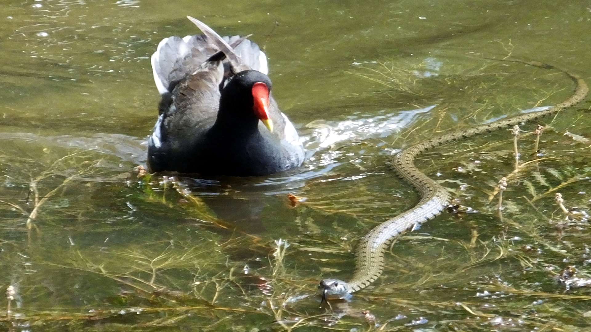 Stand off between a moorhen and a grass snake at Riverside Country Park. Copyright Paul Fouracre