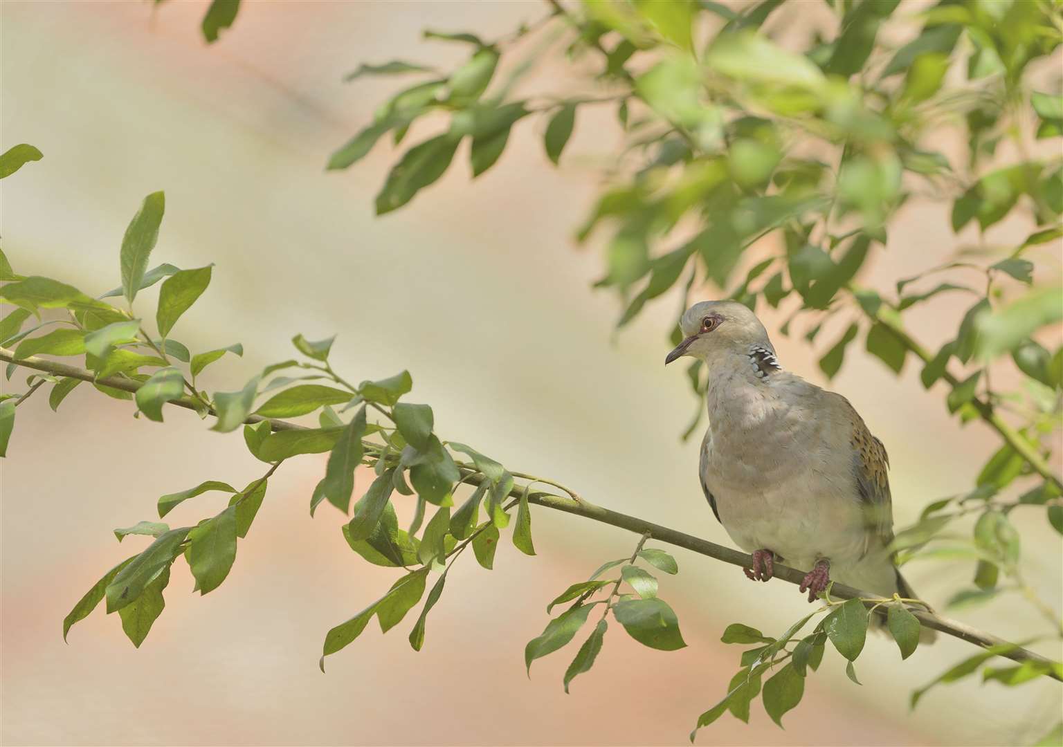 Turtle Dove Streptopelia turtur tends to nest in farmland Picture: RSPB Images/Ben Andrew