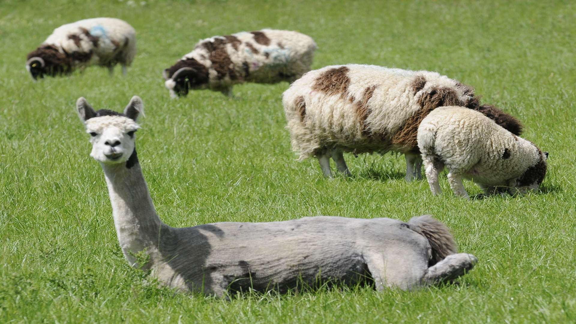 An alpaca taking it easy at Karoben Farm, Smarden