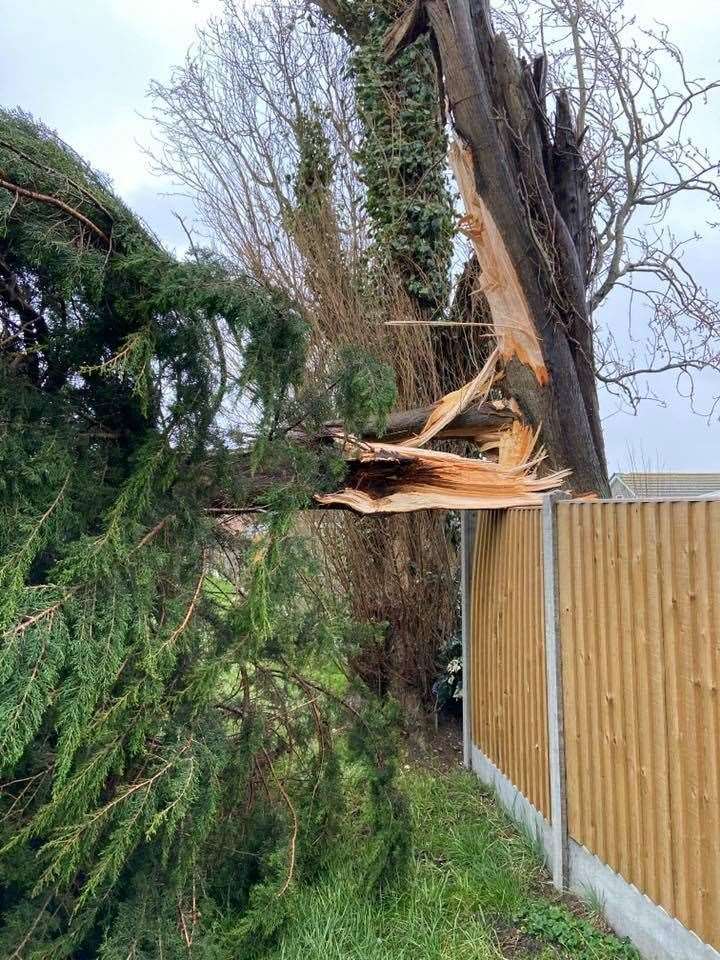 Tree down over a fence at Priory Hill Holiday Park, Leysdown (28755058)