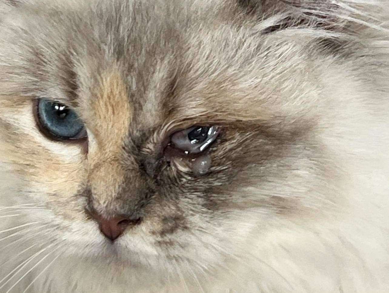 Rosie, a ragdoll that was taken in by Cats Protection Swale