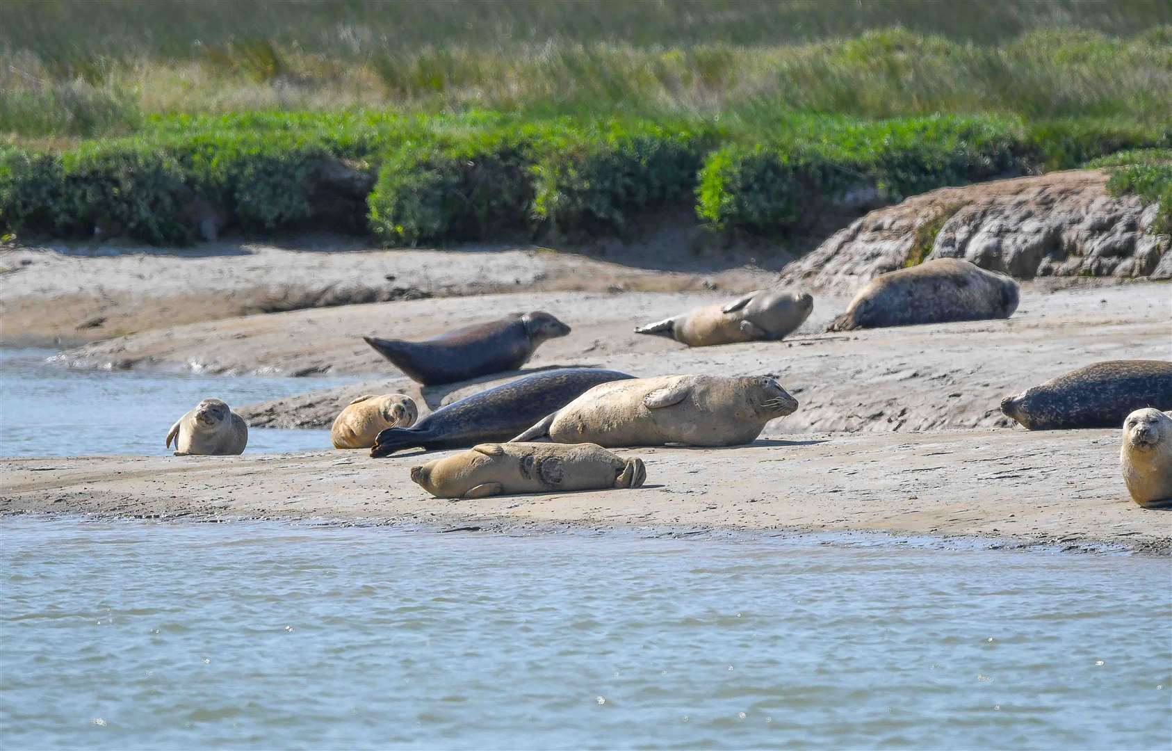 Seals can sometimes be spotted at the reserve on the edge of the Isle of Thanet. Picture: Kent Wildlife Trust