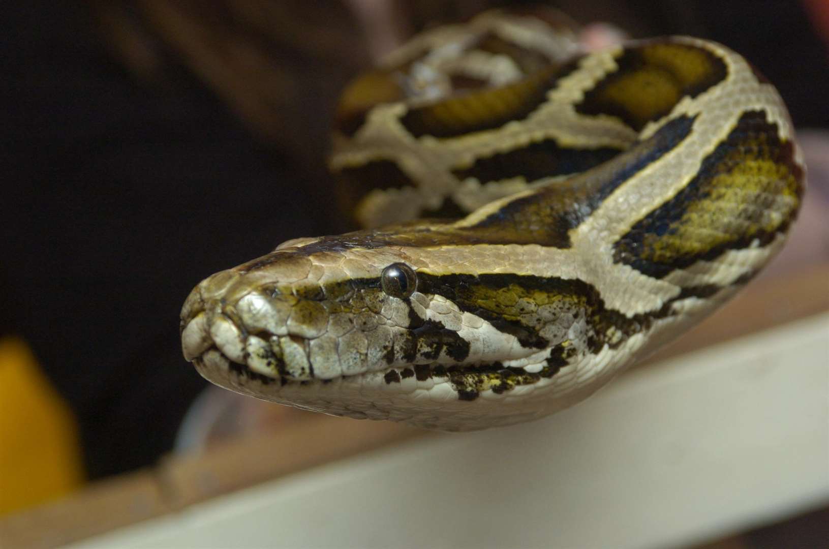 Image of a python, which the missing snake is thought to be. Library picture