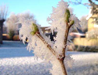 It will be very cold overnight and frosty in the morning