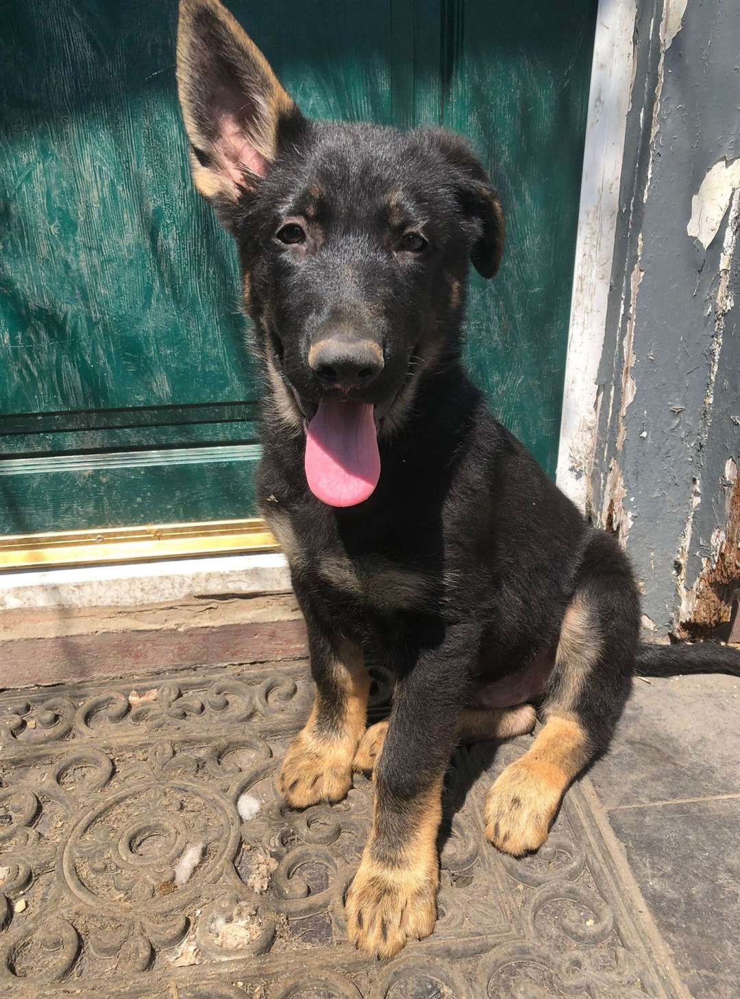 The German Shepherd puppy was taken from a home in Eastchurch, Sheppey