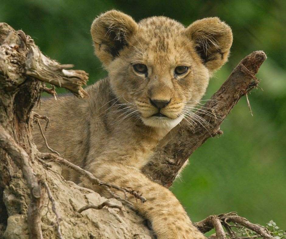 Adras as a cub. Picture: Port Lympne