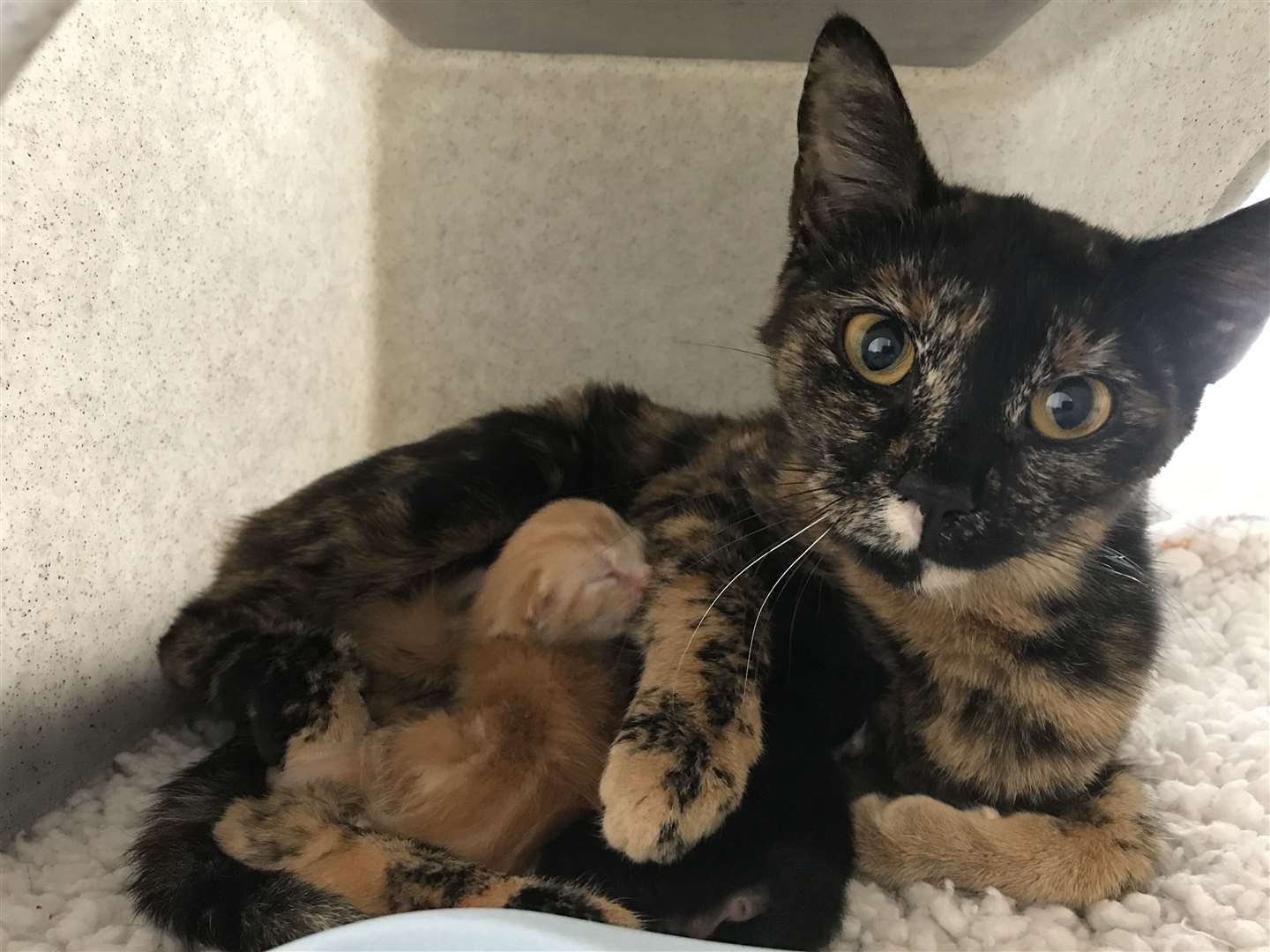 A cat had to be given oxygen after the fire. Stock image