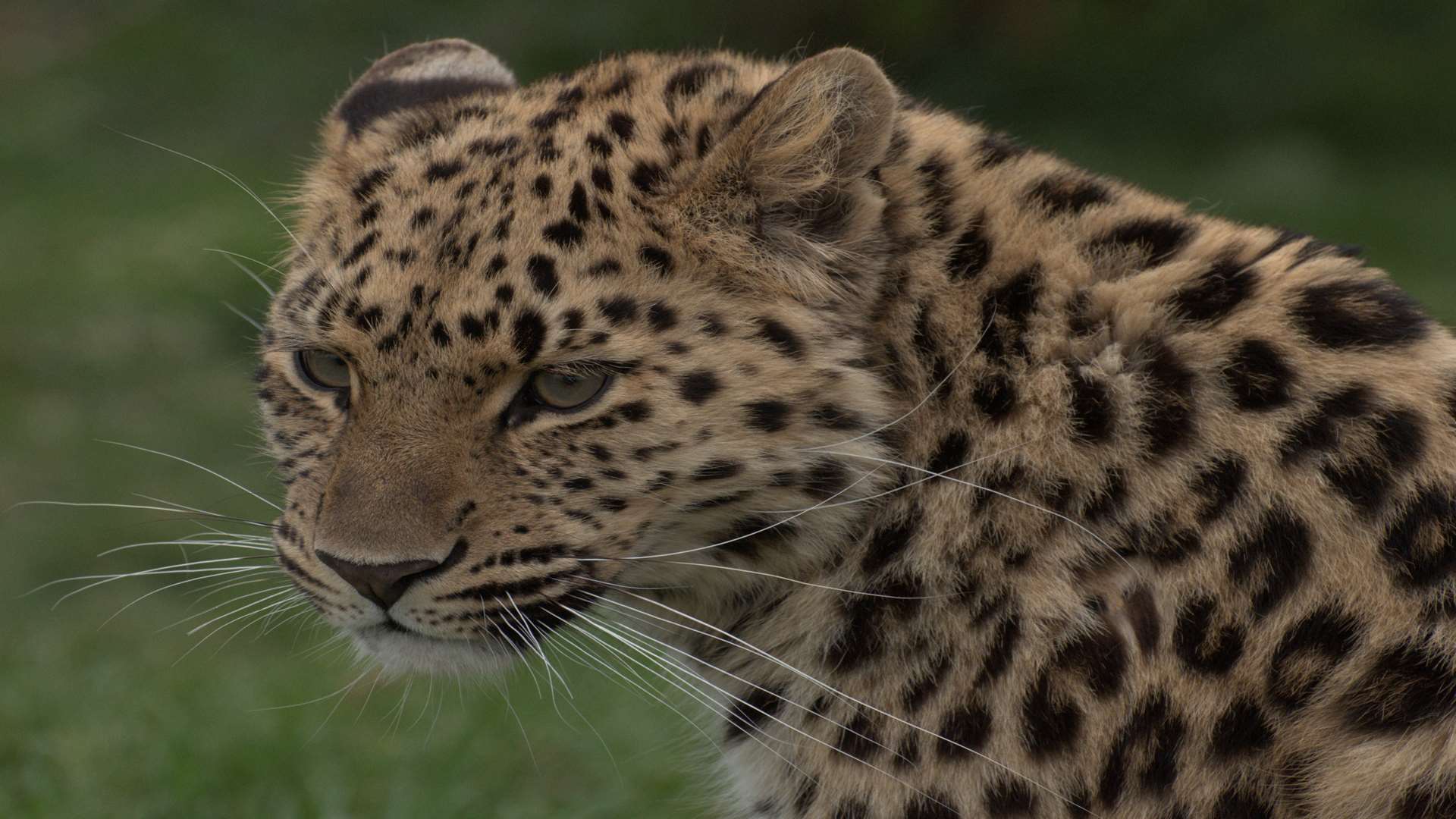 Zeya pictured at the Wildlife Heritage Foundation in Smarden