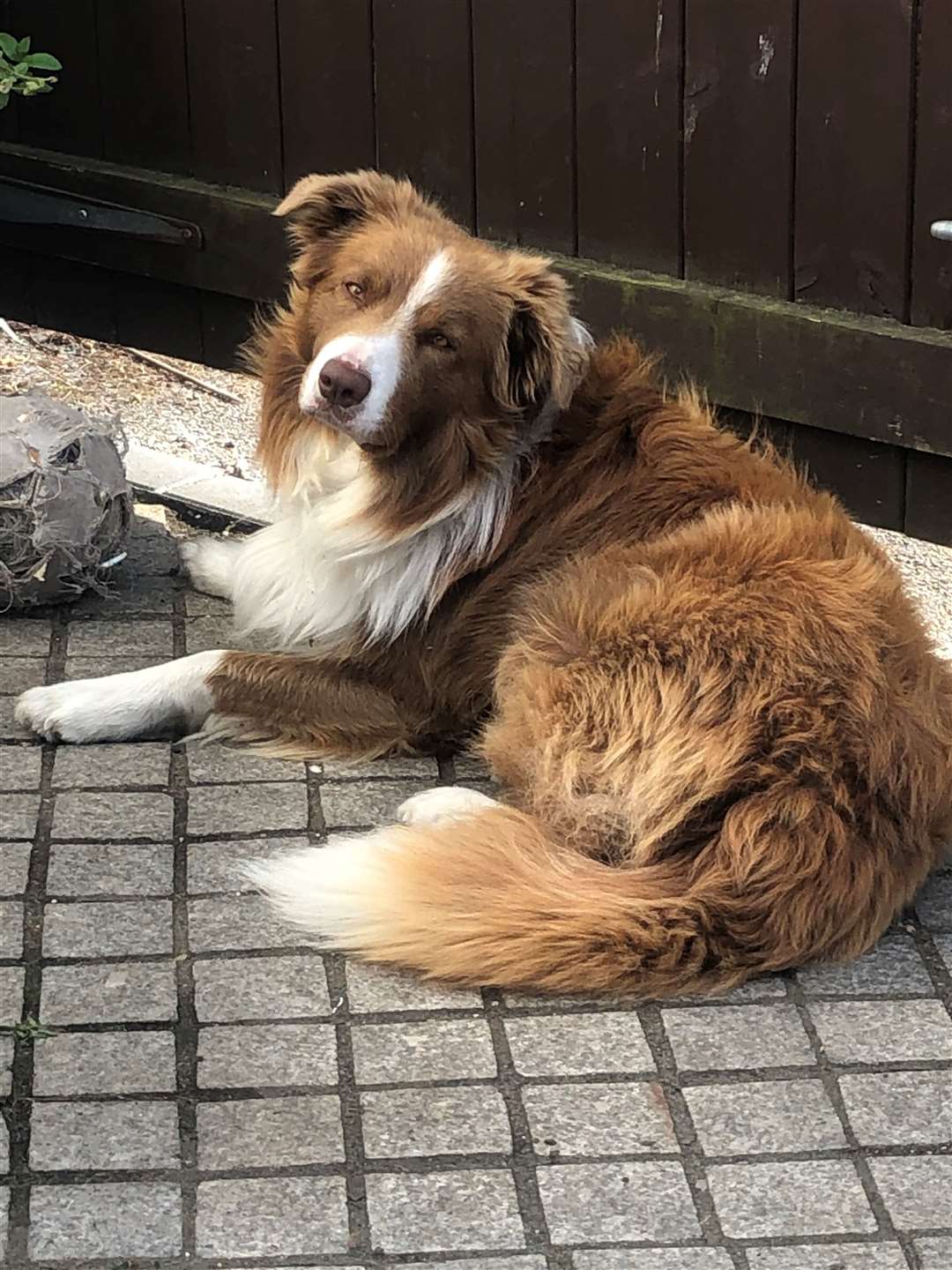 Taffy chilling in the garden