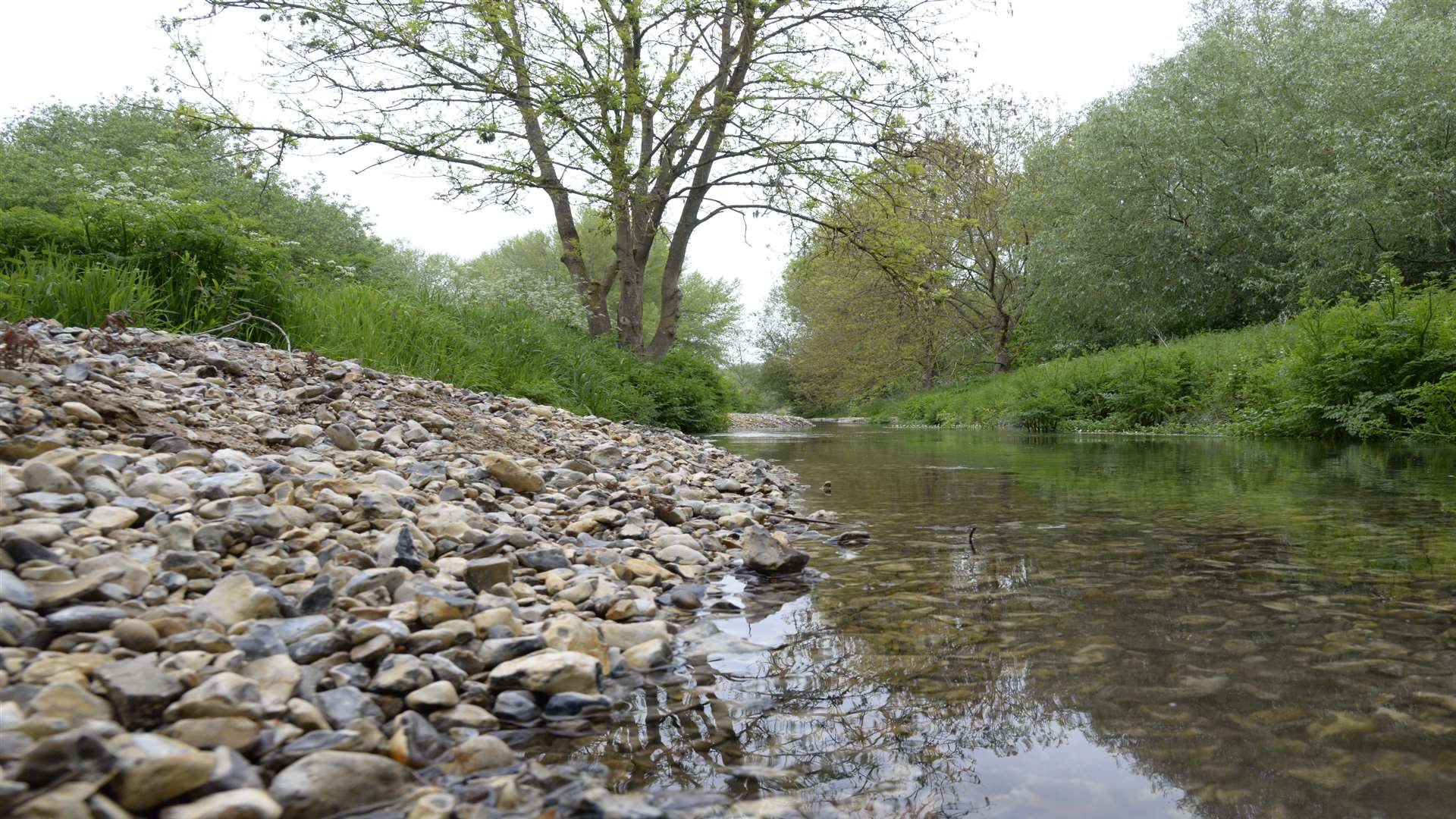 The beaver was spotted in the Little Stour. Picture: Chris Davey