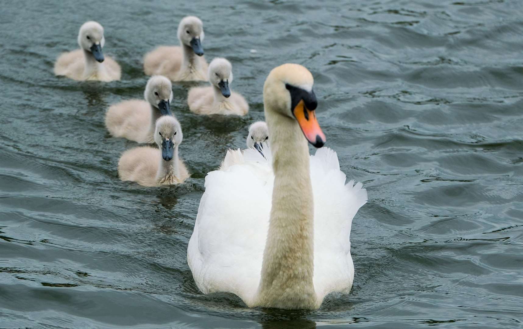 A family of swans mounted the railway tracks – twice! Stock photo.