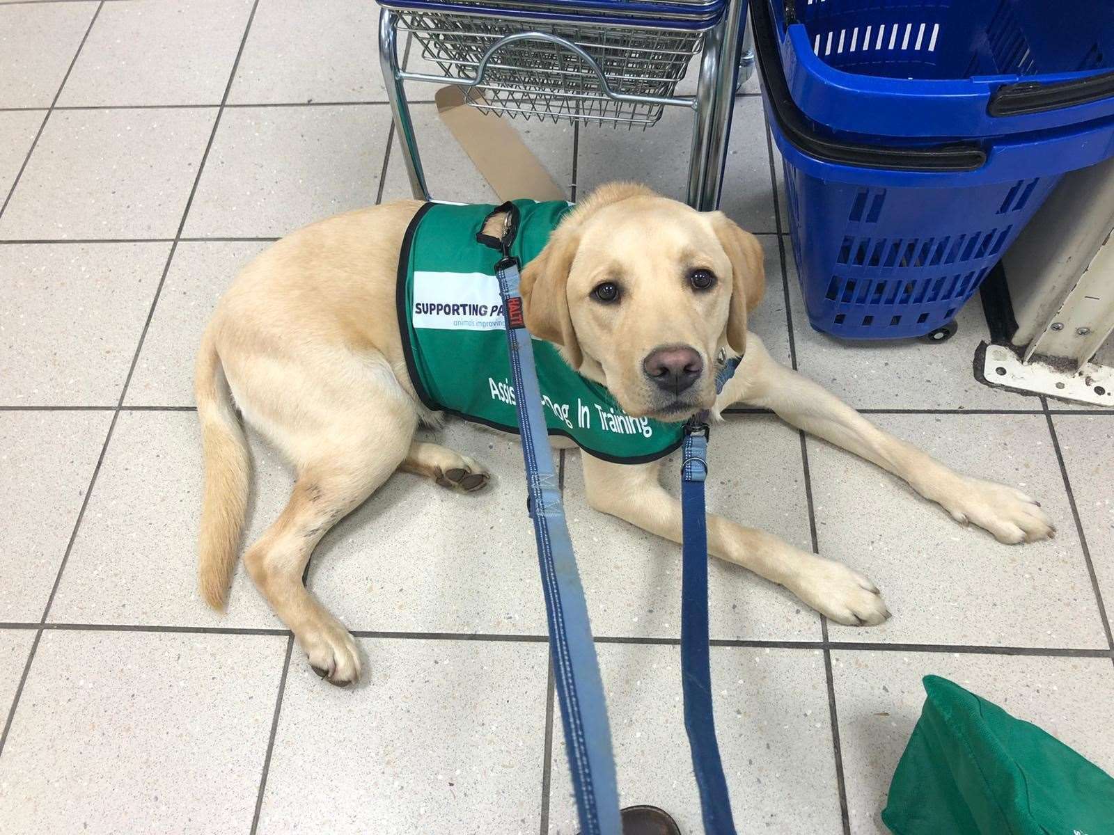 Polly's therapy dog, Bailey