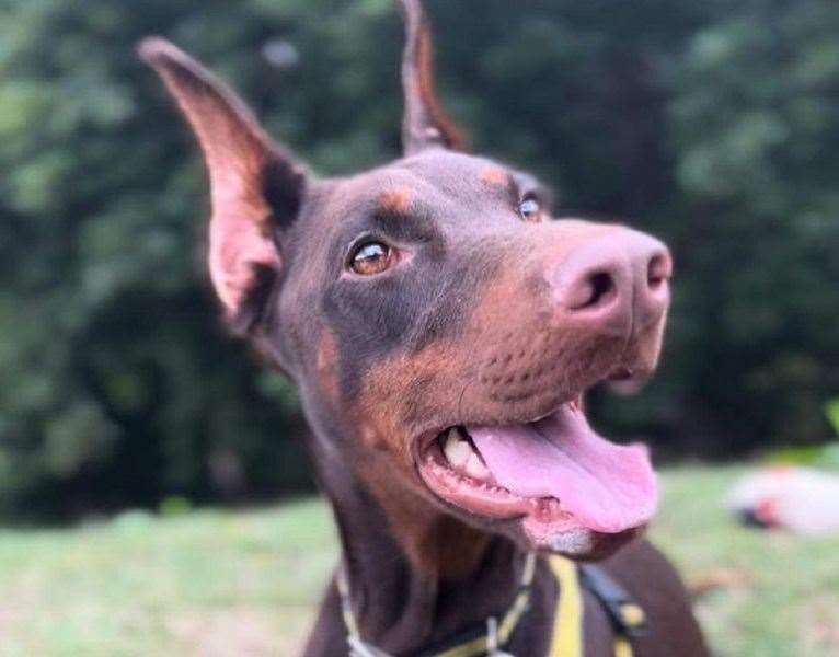 Dobermann Astrid. Pic: Dogs Trust