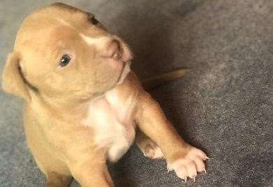 Six puppies were stolen from a property in King Street, Rochester