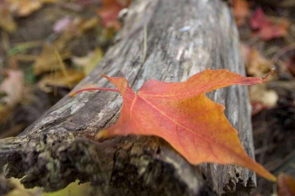 Fallen tree. Stock image