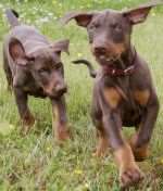 Undocked doberman puppies in Boughton Monchelsea