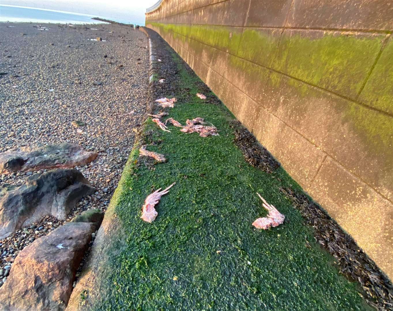 Dead sea creatures were found near Hampton Pier. Picture: Jordan Knight