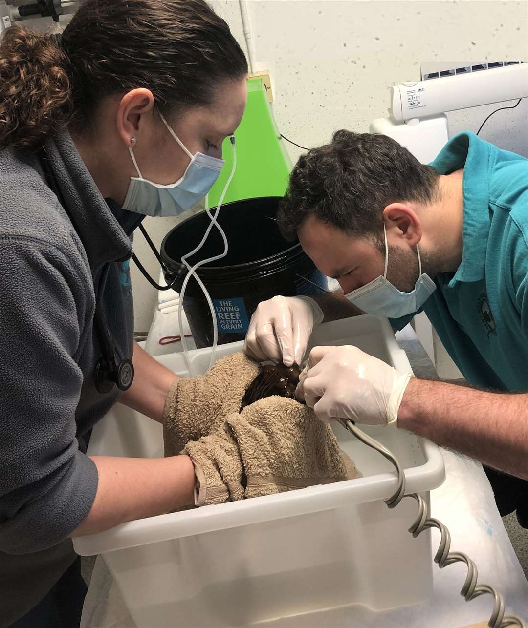 Vets worked to saw the beak in half. Picture: Sandhole Veterinary Centre/ SWNS