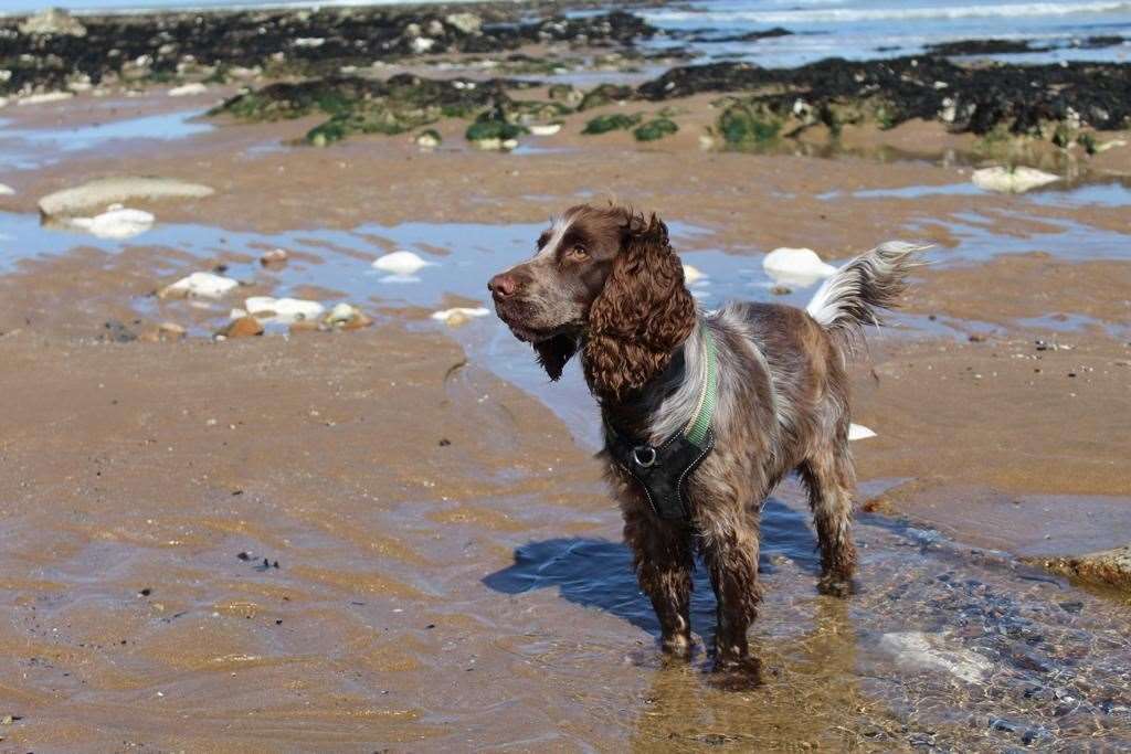 Maggie the dog playing on Kingsgate beach. Picture: Elysia Bradley