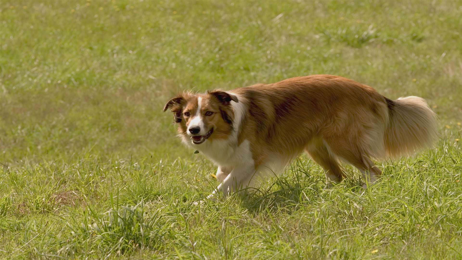 The UK's 8.5million dogs produce more than 1,000 tonnes of mess a day. Picture: Thinkstock