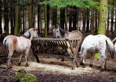 Konik horses in Dover before they were moved to Wildwood. Picture: Dave Butcher