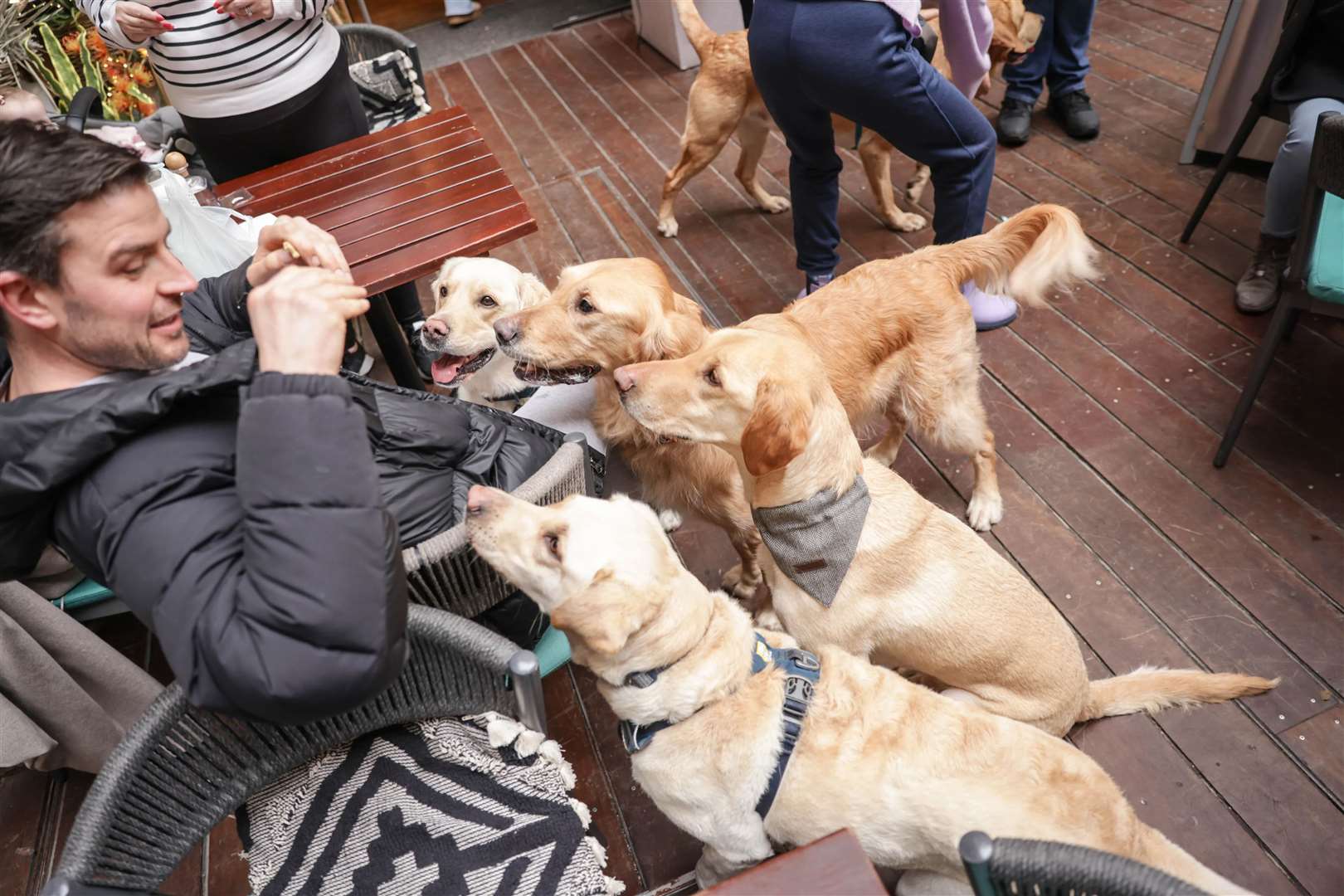 POP+BARK is hosting a Labrador Cafe in Tunbridge Wells. Picture: POP+BARK