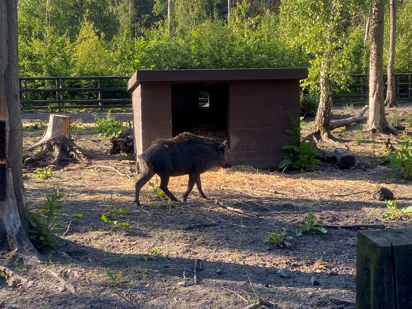 The wild boar roam free within their enclosure at Wildwood