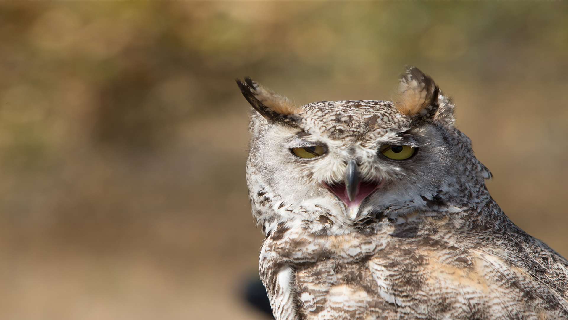 Get stuck in to an owl pellet dissection workshop at Betteshanger Country Park this half term