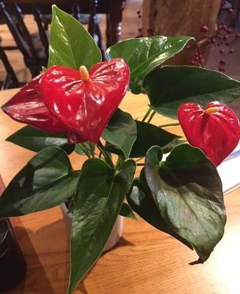 I’m no expert on plants and took a bit of convincing it wasn’t fake but it nice to see a real plant on each table. I’m sure someone will correct her, but Mrs SD reckons it’s a Laceleaf?