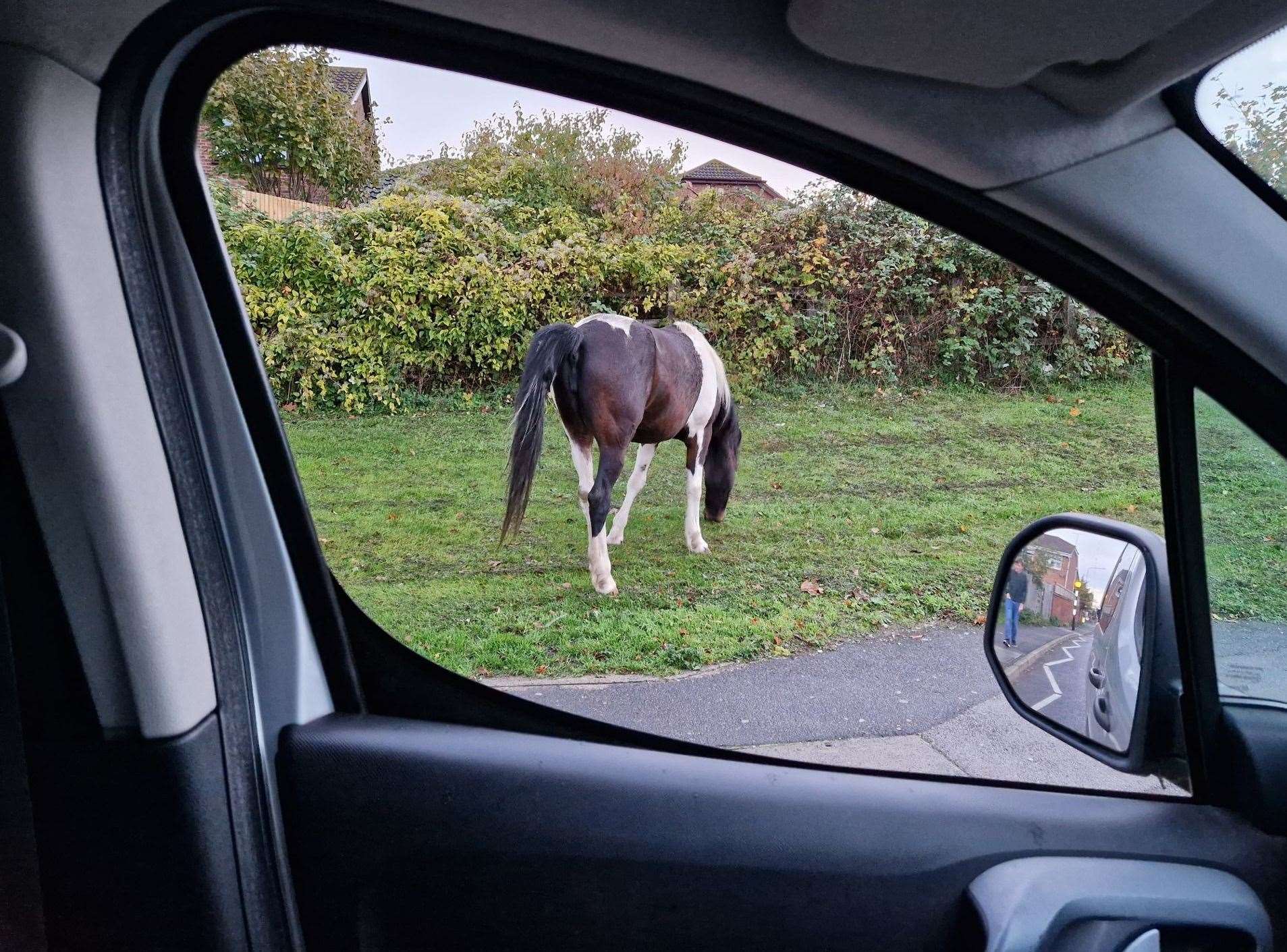 Police were called to Hedge Place Road, Greenhithe following reports of stray horses running across traffic. Photo: Tim Phillips