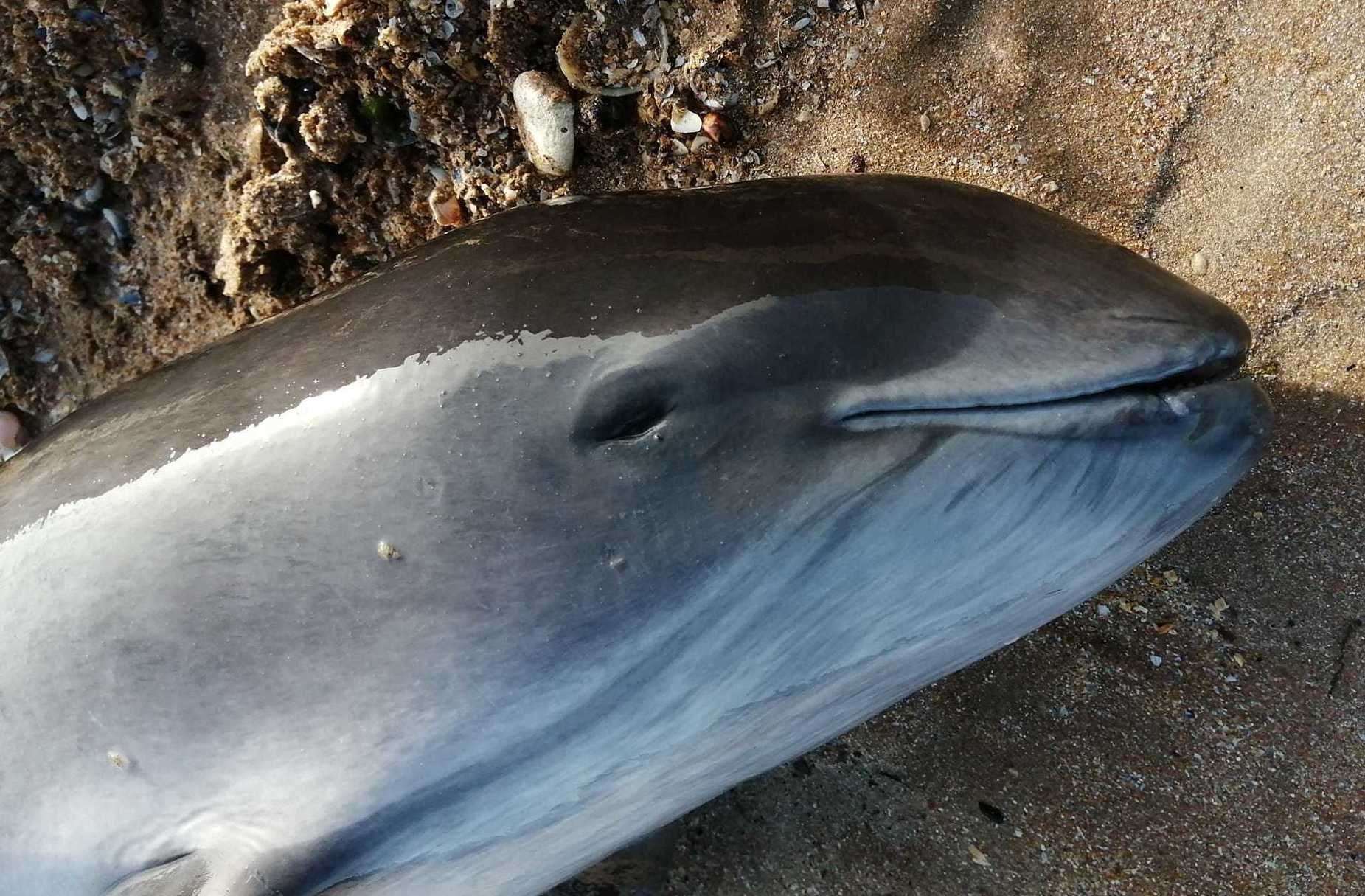 The harbour porpoise at Walpole Bay in Margate. Picture: Sheila Stone