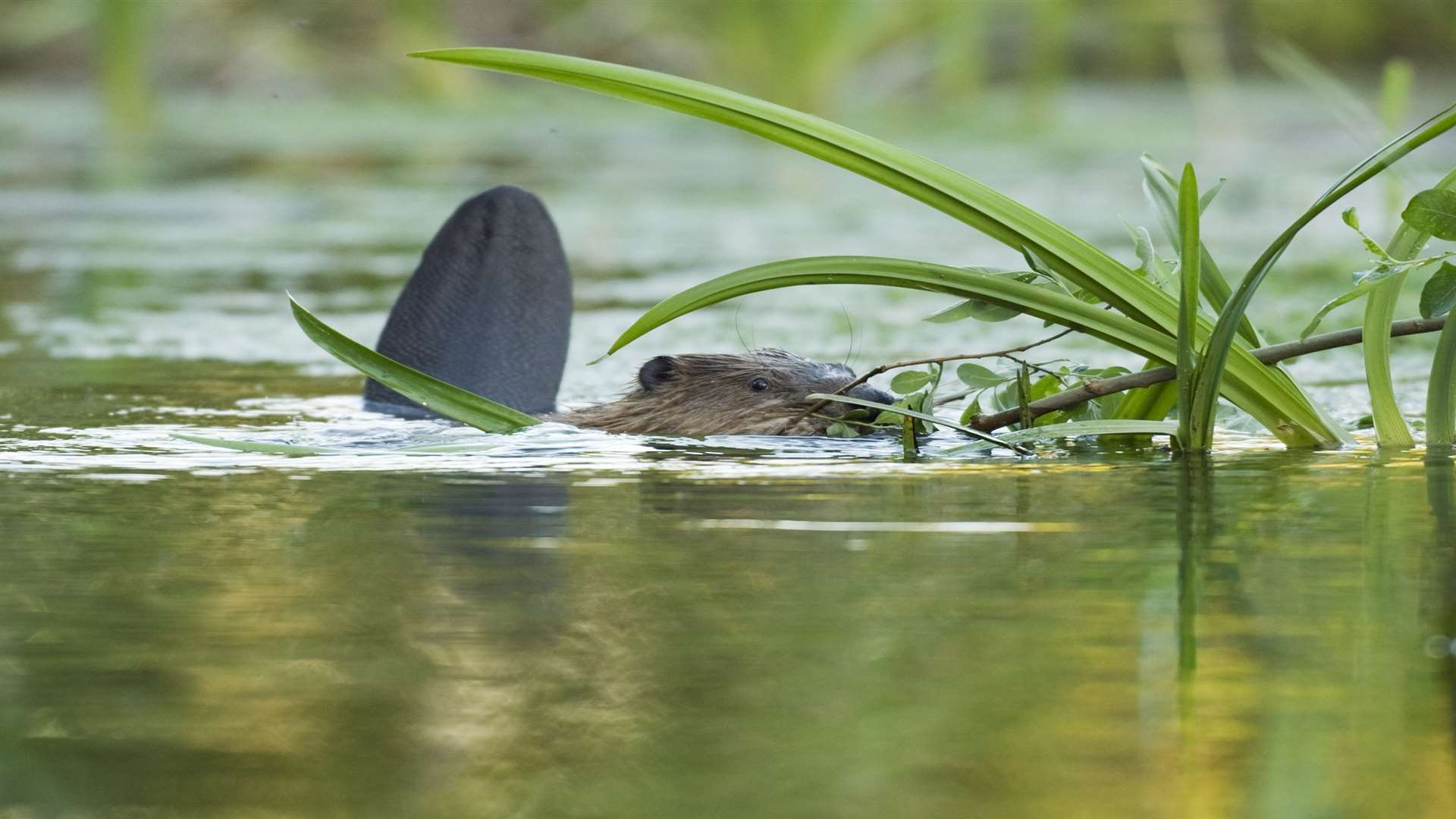 Baby beaver at Ham Fen