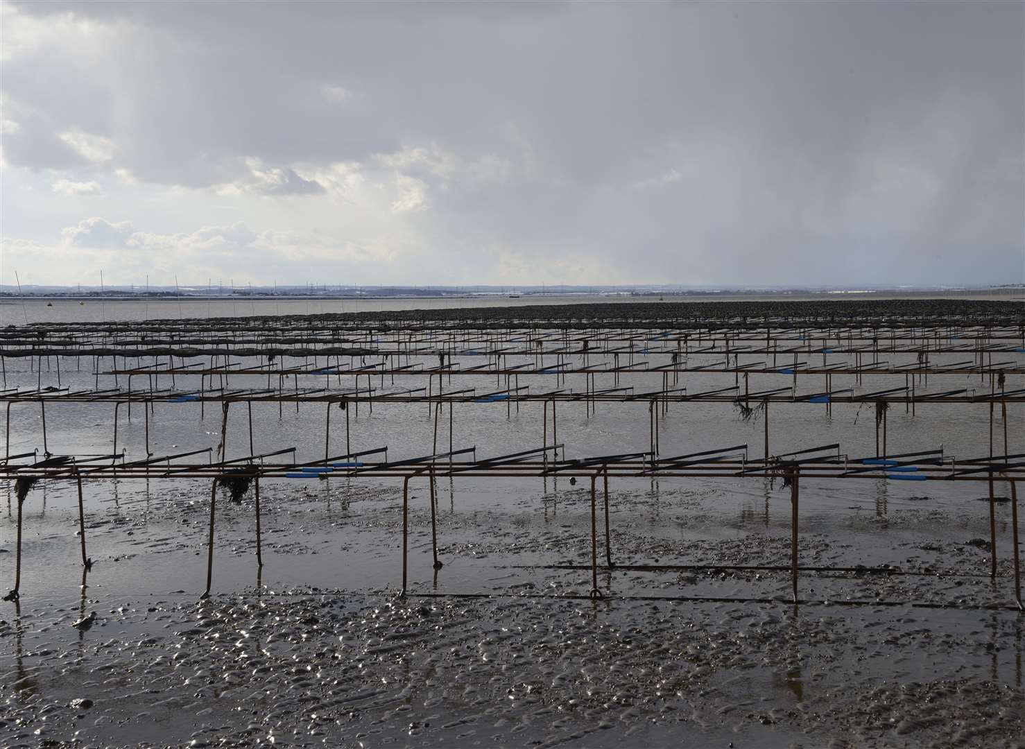 The oyster farm exposed at low tide in Whitstable