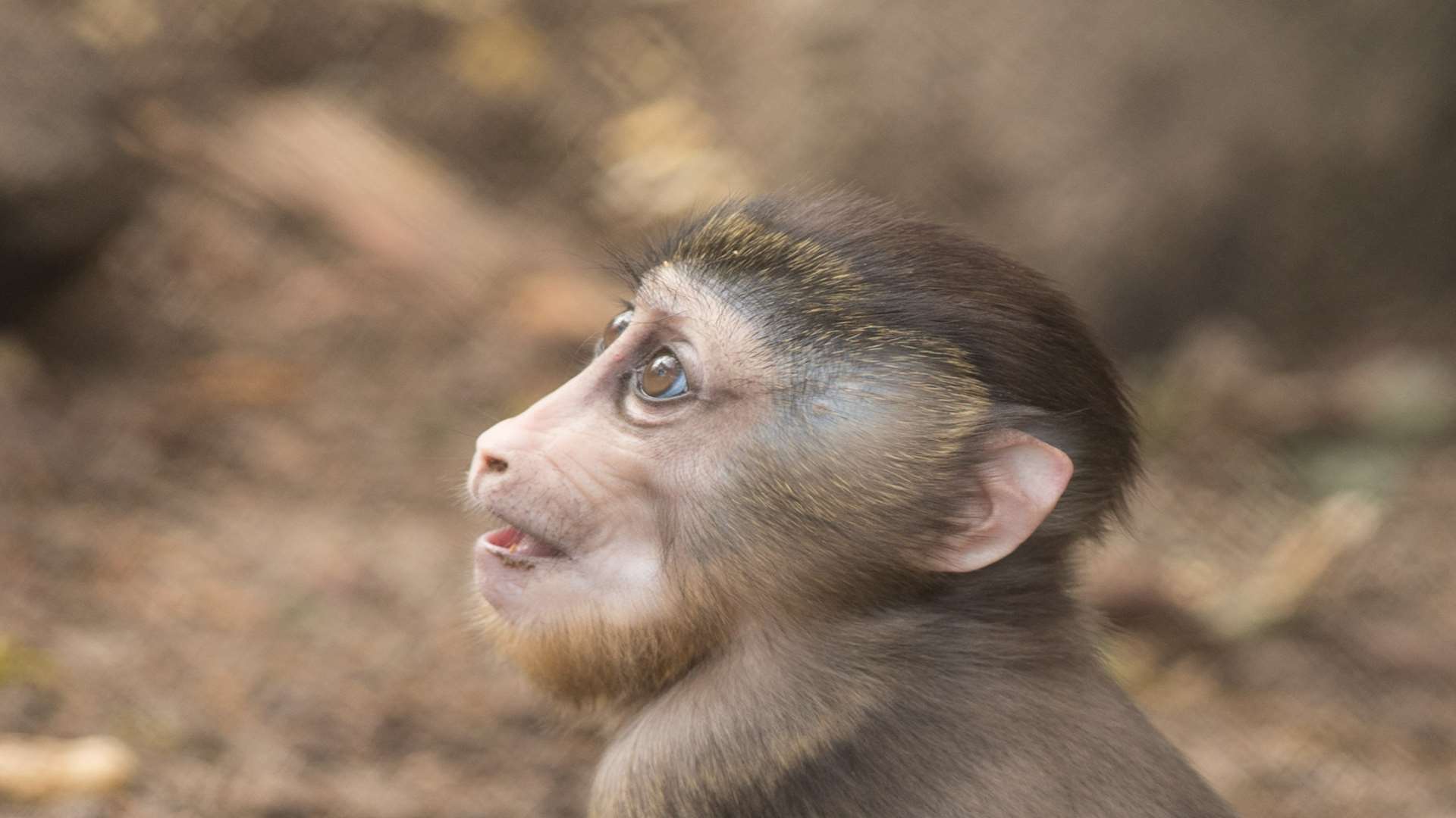 What's the best name to christen Port Lympne's new arrival?