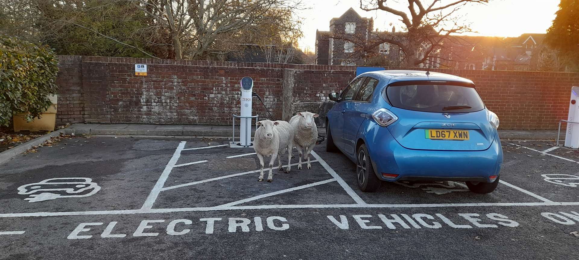 Rogue sheep in the Tesco car park in Faversham, 2021. Picture: Howard Farmer