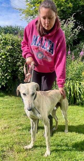 One the mend - the lurcher is recovering after his ordeal and surgery