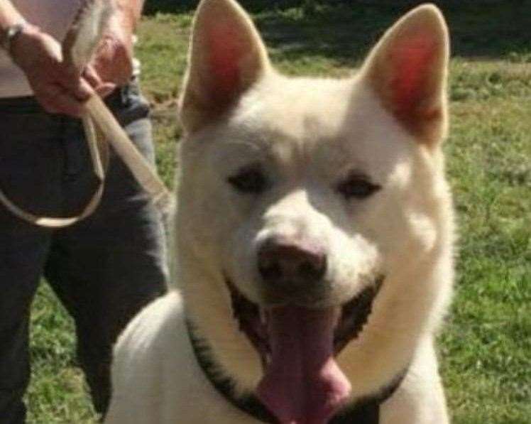 Bam, a Japanese Akita