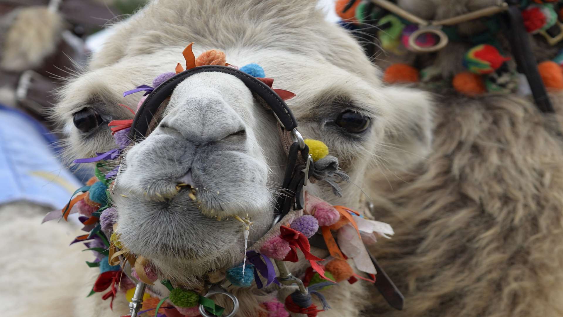 Camels took part in races at Chilham Castle