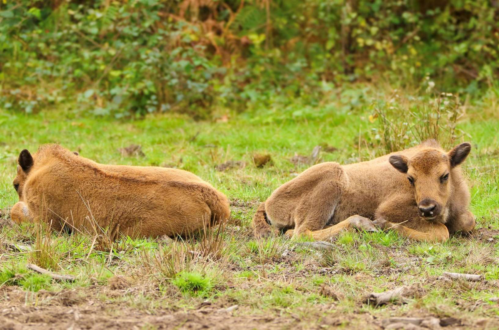 The two bison calves, born in West Blean and Thornden Woods. Picture: Tim Horton/Kent Wildlife Trust