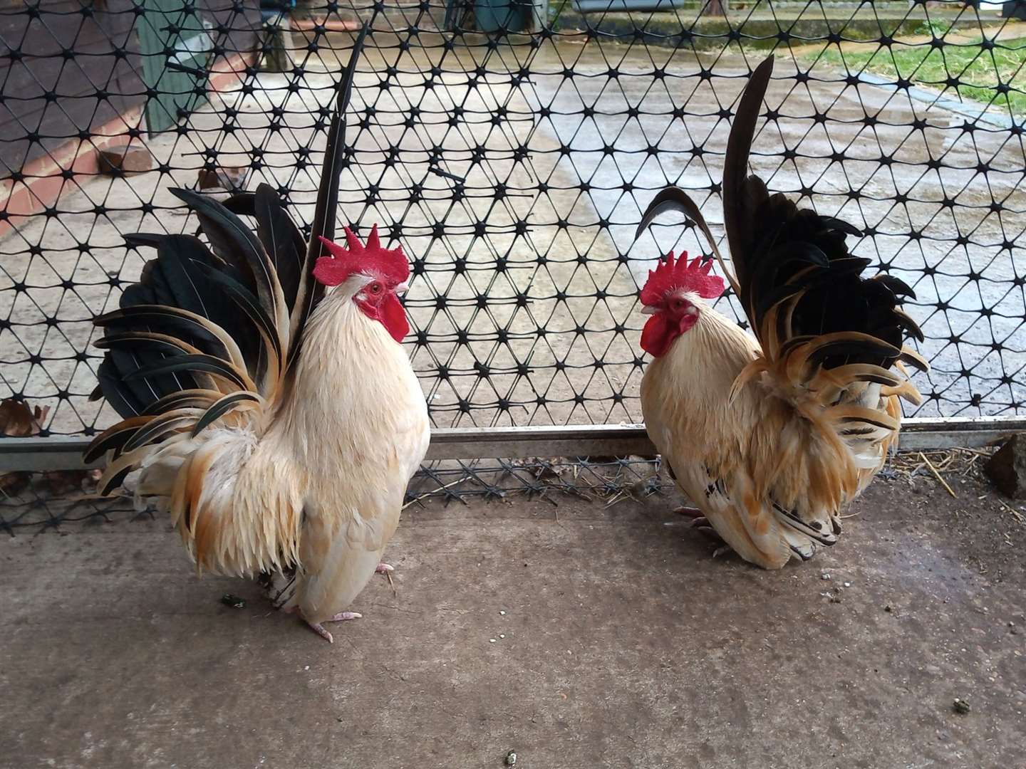 Paul and Barry the cockerels from RSPCA Leybourne are looking for new homes. Picture: RSPCA